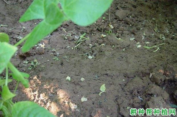 什么因素会影响豆角产量？