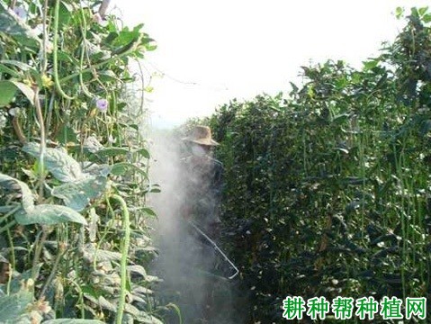 什么因素会影响豆角产量？