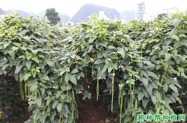 豆角生长期多少天? 豆角生长期多少天?