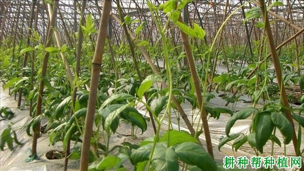 豇豆植株有哪些特性? 豇豆植株有哪些特性?