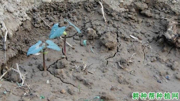 种植豆角如何浇水? 种植豆角如何浇水?