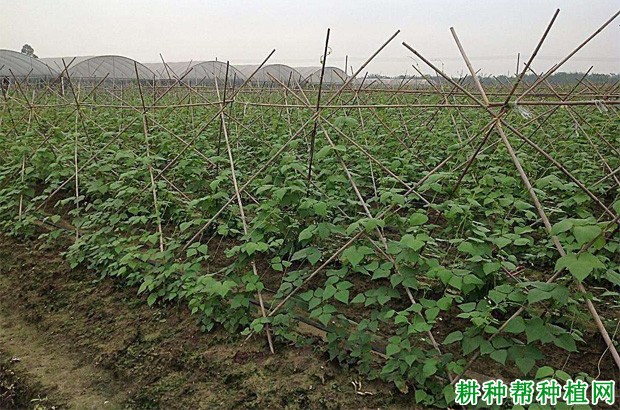 豇豆植株有哪些特性? 豇豆植株有哪些特性?