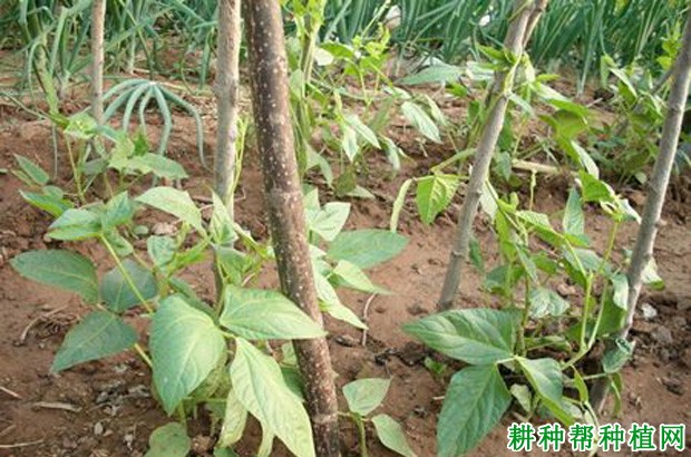 种植豆角如何浇水? 种植豆角如何浇水?