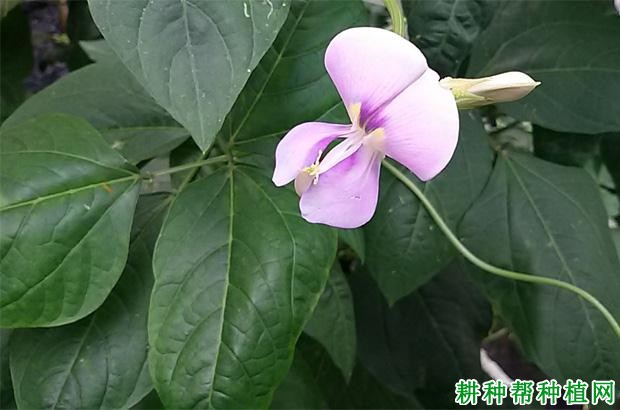 种植豆角如何浇水? 种植豆角如何浇水?