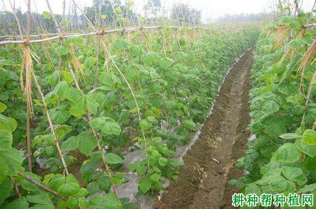 种植豆角如何浇水? 种植豆角如何浇水?