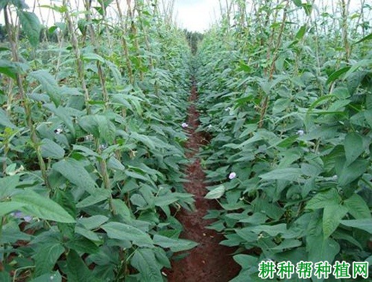 豇豆植株有哪些特性? 豇豆植株有哪些特性?