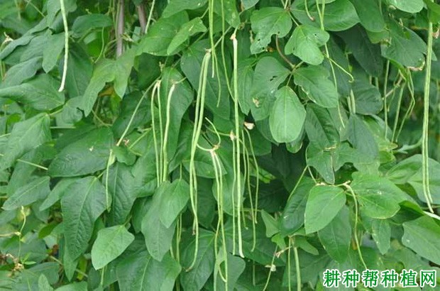 豇豆植株有哪些特性? 豇豆植株有哪些特性?