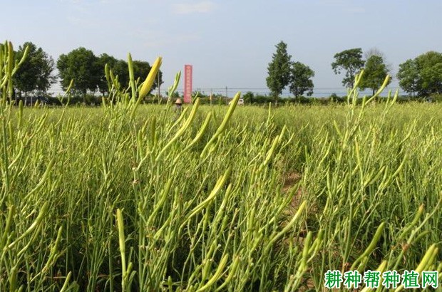 祁珍花黄花菜品种好不好？