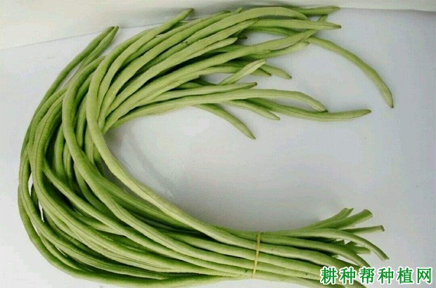 吃豇豆有什么好处？