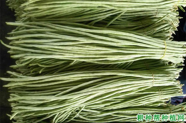 吃豇豆有什么好处？