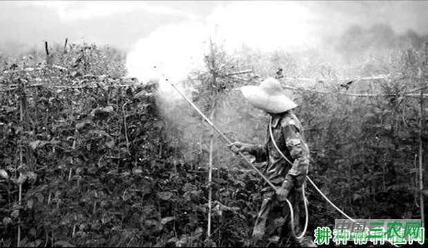 种植豆角为什么要喷硼肥? 种植豆角为什么要喷硼肥?