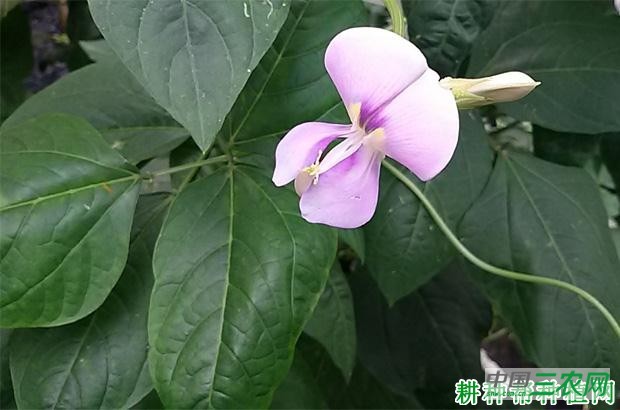 豆角开花结荚有什么特点? 豆角开花结荚有什么特点?