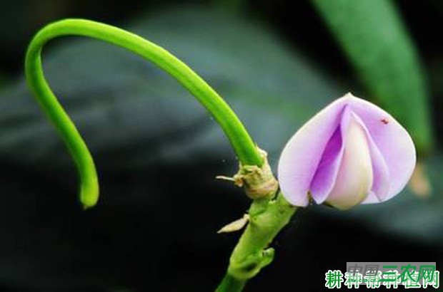 豆角开花结荚有什么特点? 豆角开花结荚有什么特点?