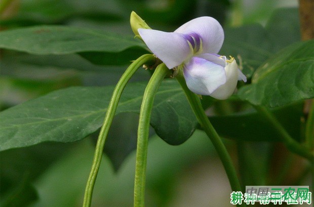 豆角开花结荚有什么特点? 豆角开花结荚有什么特点?