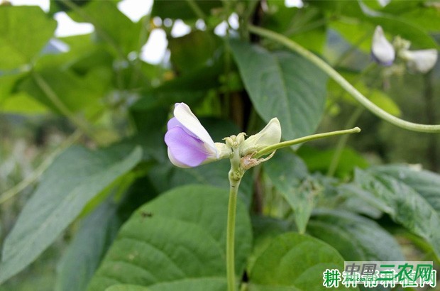 豆角开花结荚有什么特点? 豆角开花结荚有什么特点?