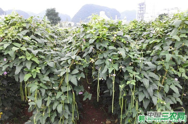 种植豆角如何施肥？