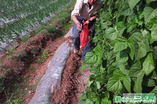 种植豆角如何施肥？