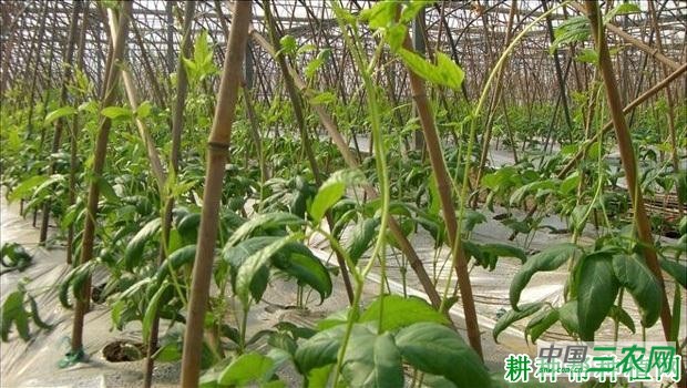 豆角茎(蔓)有什么特点? 豆角茎(蔓)有什么特点?