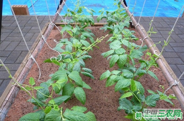 豆角茎(蔓)有什么特点? 豆角茎(蔓)有什么特点?