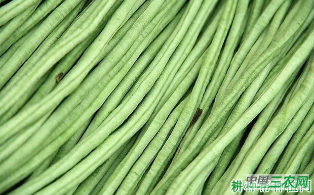 豇豆有哪些营养成分? 豇豆有哪些营养成分?