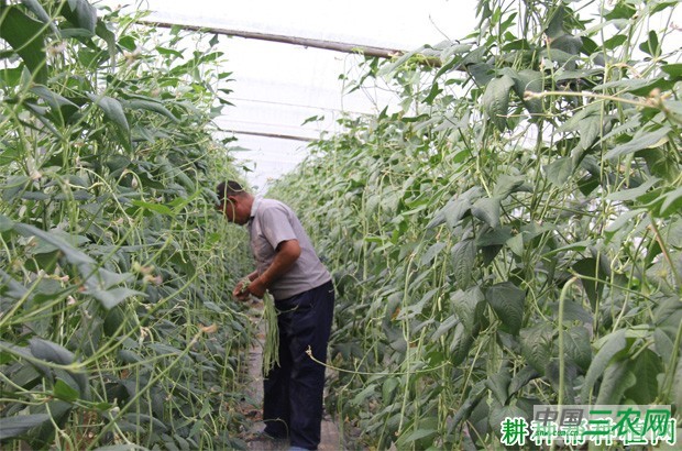 豆角什么时候种植? 豆角什么时候种植?