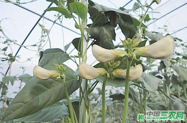 豆角什么时候种植? 豆角什么时候种植?