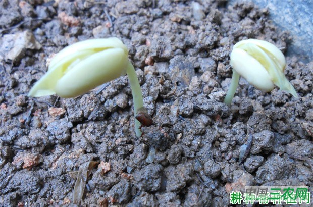 豆角什么时候种植? 豆角什么时候种植?