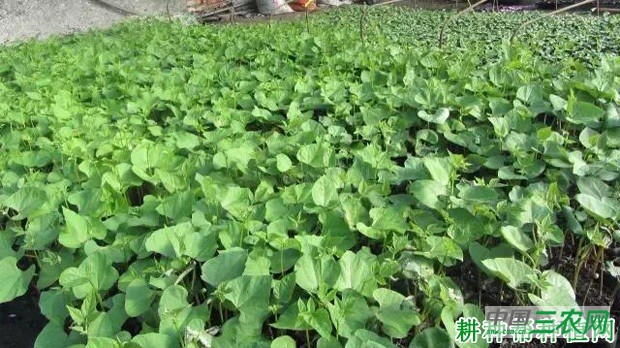 豆角育苗移栽有哪些缺点? 豆角育苗移栽有哪些缺点?