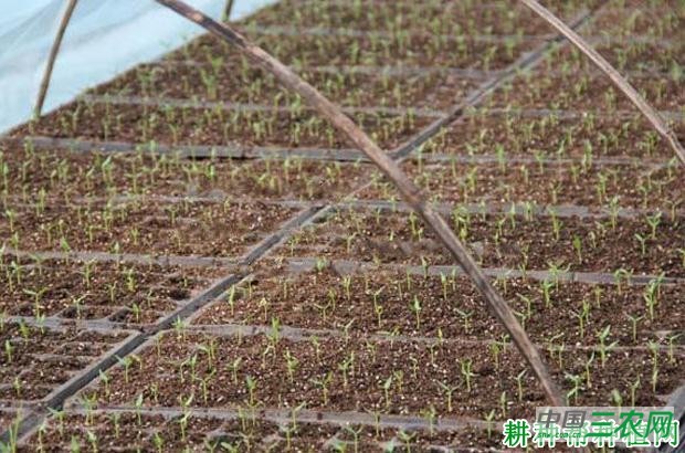 豆角育苗移栽有哪些缺点? 豆角育苗移栽有哪些缺点?