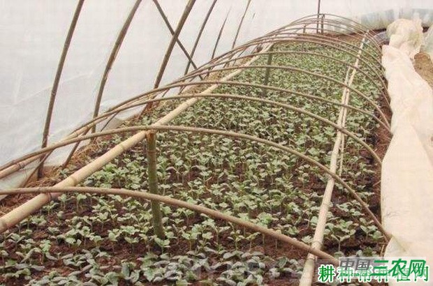 豆角育苗移栽有哪些缺点? 豆角育苗移栽有哪些缺点?