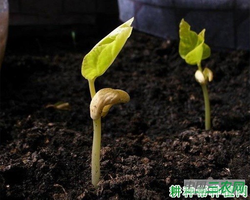豆角的种子和幼苗有什么特点？