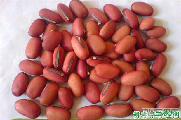 豆角的种子和幼苗有什么特点？