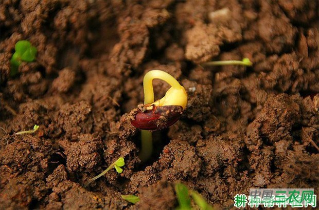 豆角的种子和幼苗有什么特点？