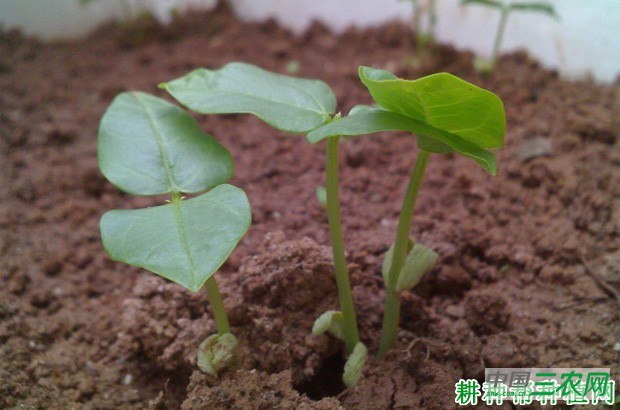 豆角的生长过程是怎么样? 豆角的生长过程是怎么样?