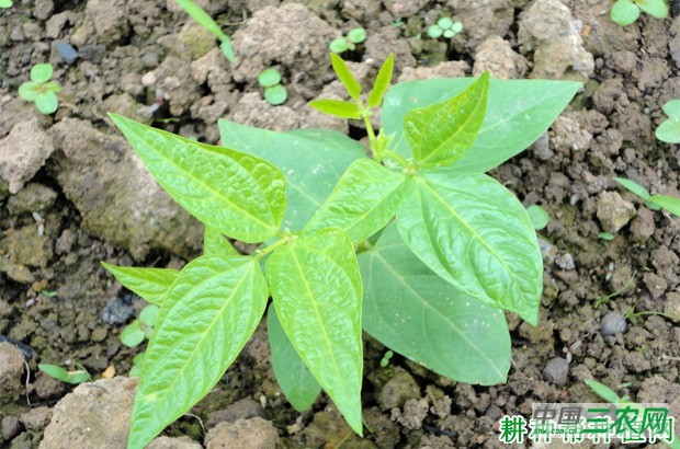 豆角的生长过程是怎么样? 豆角的生长过程是怎么样?