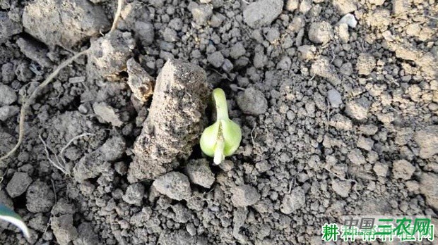 豆角直播有哪些缺点？