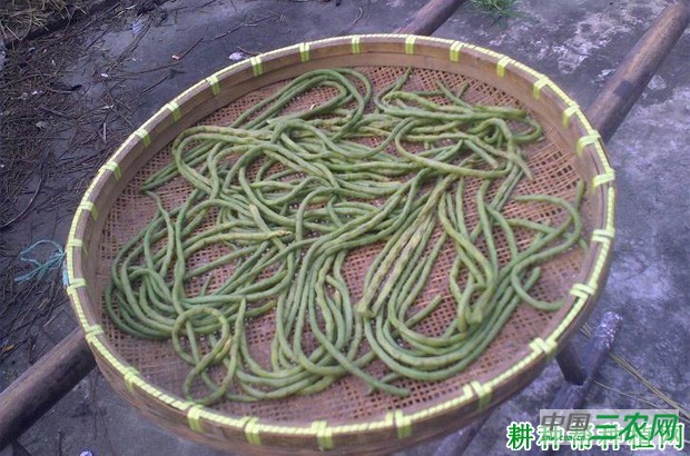 豇豆怎么洗可以减少农药残留? 豇豆怎么洗可以减少农药残留?