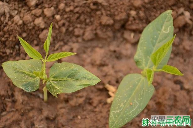 豆角直播有哪些缺点？