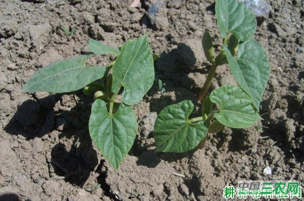 豆角直播有哪些缺点？