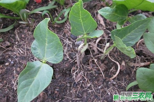 豆角直播有哪些缺点？