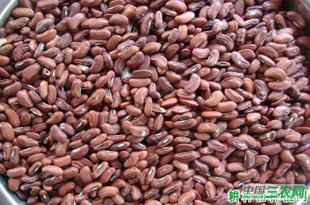 春早熟豆角如何种植? 春早熟豆角如何种植?