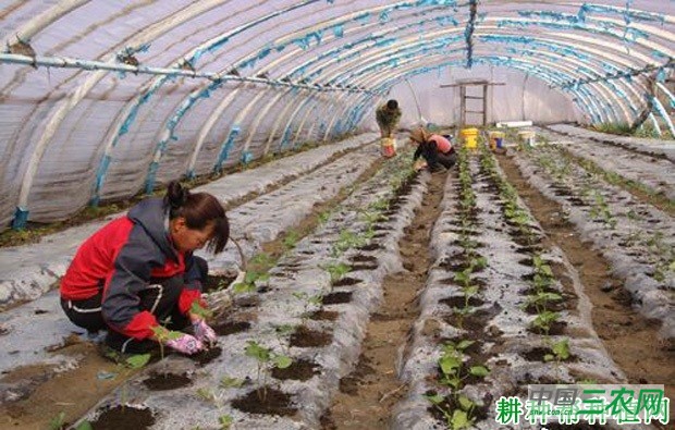 春早熟豆角如何种植? 春早熟豆角如何种植?