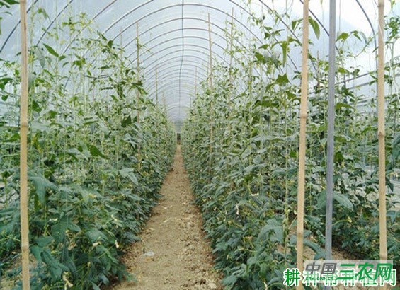 春早熟豆角如何种植? 春早熟豆角如何种植?