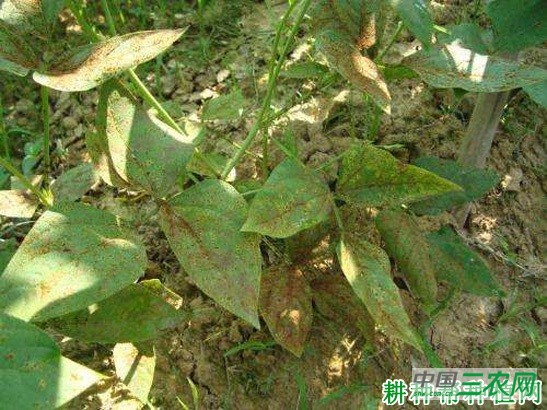 豆角重茬怎么办? 豆角重茬怎么办?