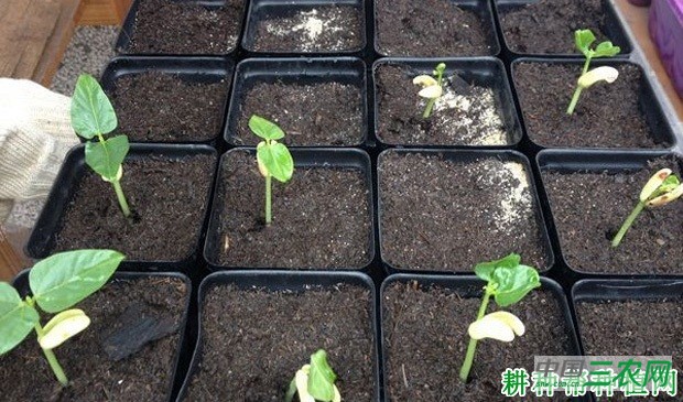 豆角如何育苗? 豆角如何育苗?