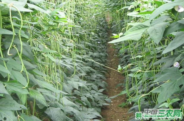 种植豆角如何整枝? 种植豆角如何整枝?