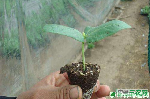 豆角苗什么时候移栽好? 豆角苗什么时候移栽好?