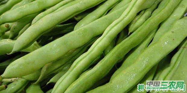 四季豆中毒怎么办? 四季豆中毒怎么办?