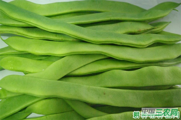 四季豆中毒怎么办? 四季豆中毒怎么办?