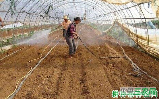 大棚秋延后豆角如何种植? 大棚秋延后豆角如何种植?